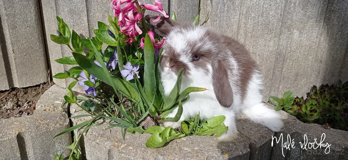 Mini Lop samečci