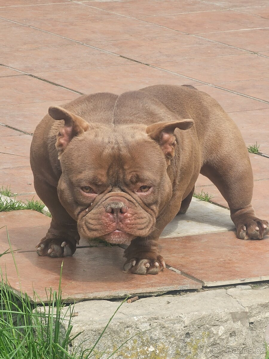 American Bully Nano pes a fena