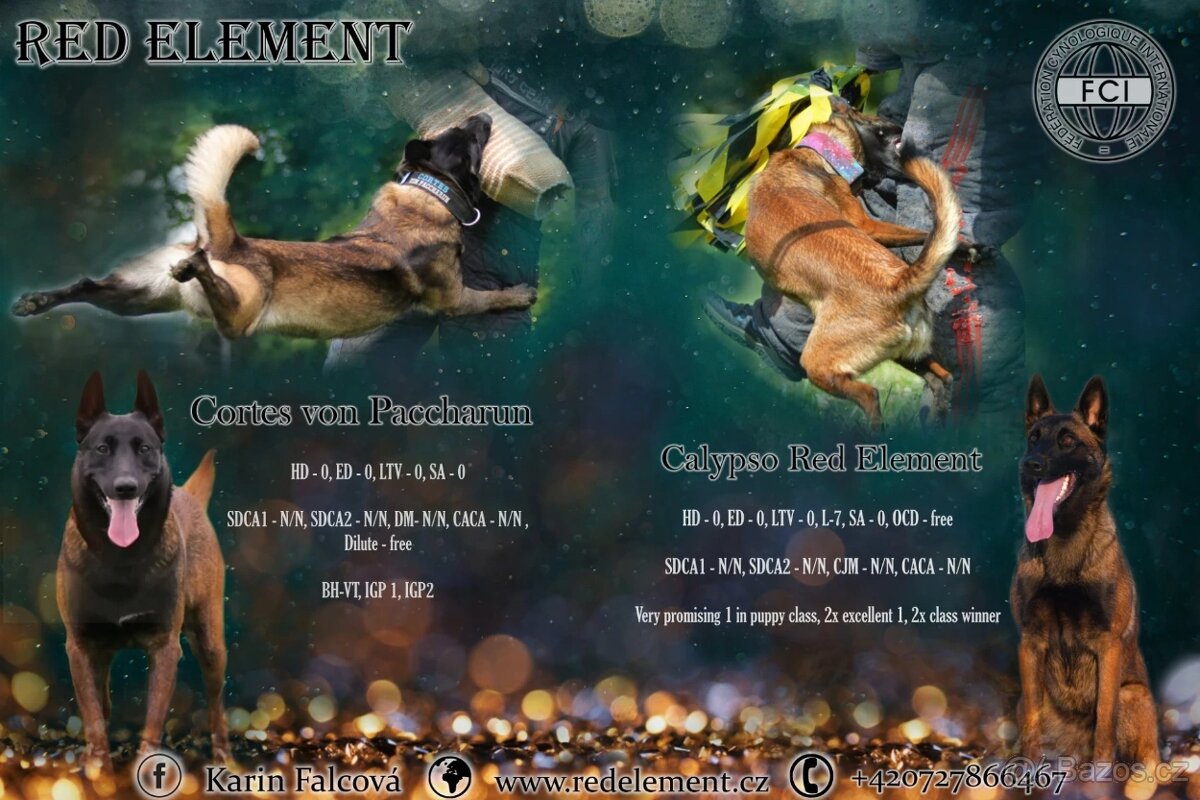 Belgický ovčák malinois s PP