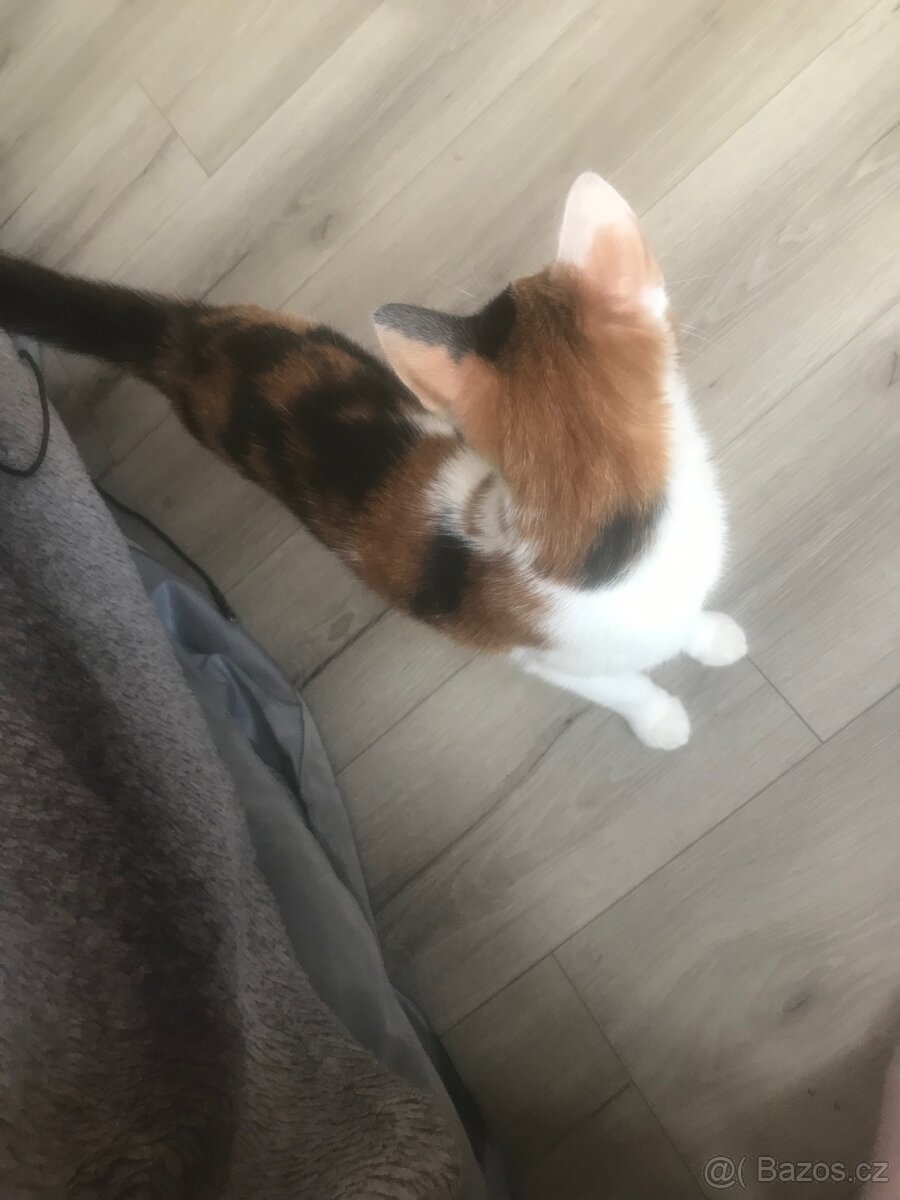 Kocka do dobrych rukou❤️