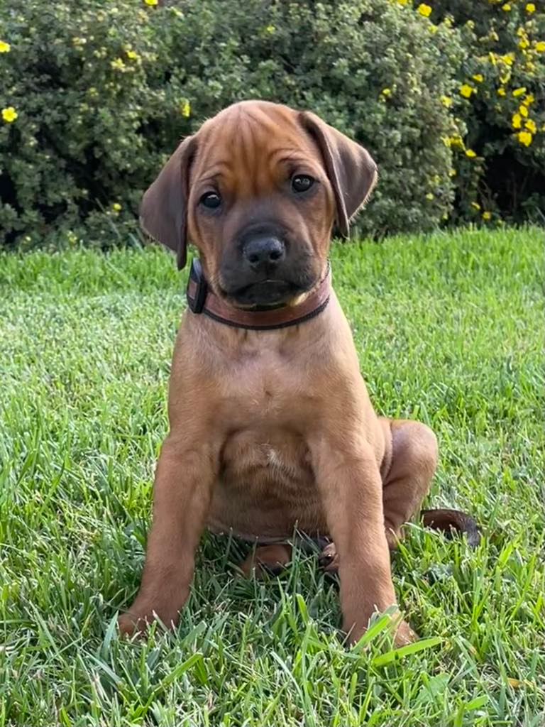 Rhodéský ridgeback s PP