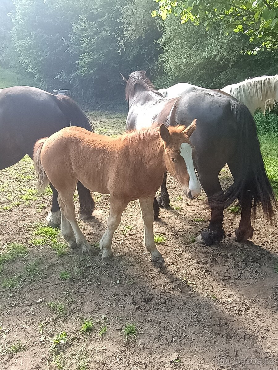 Percheron