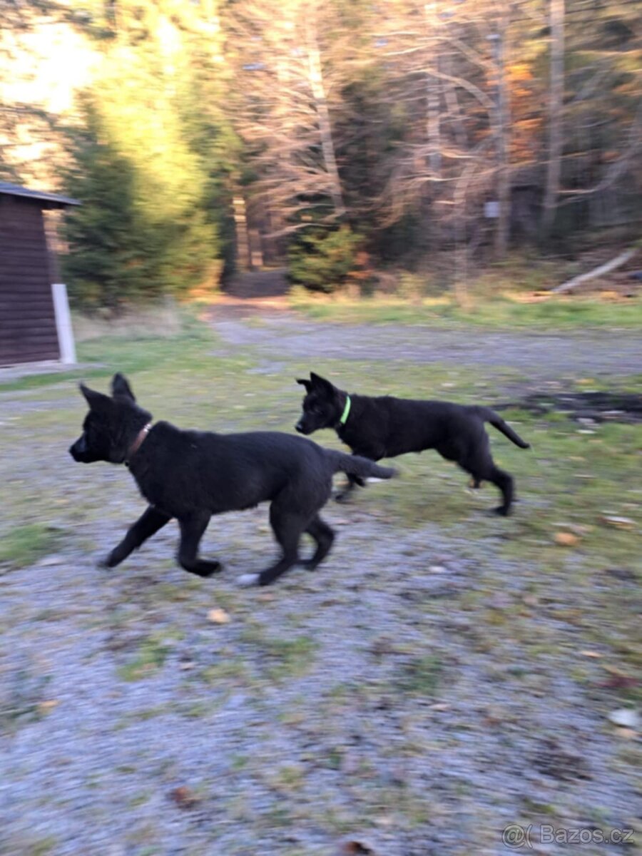 Štěně kříženec