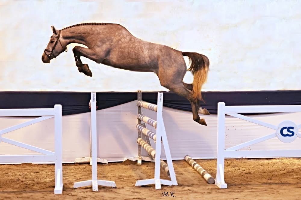 3,5letá skoková klisna