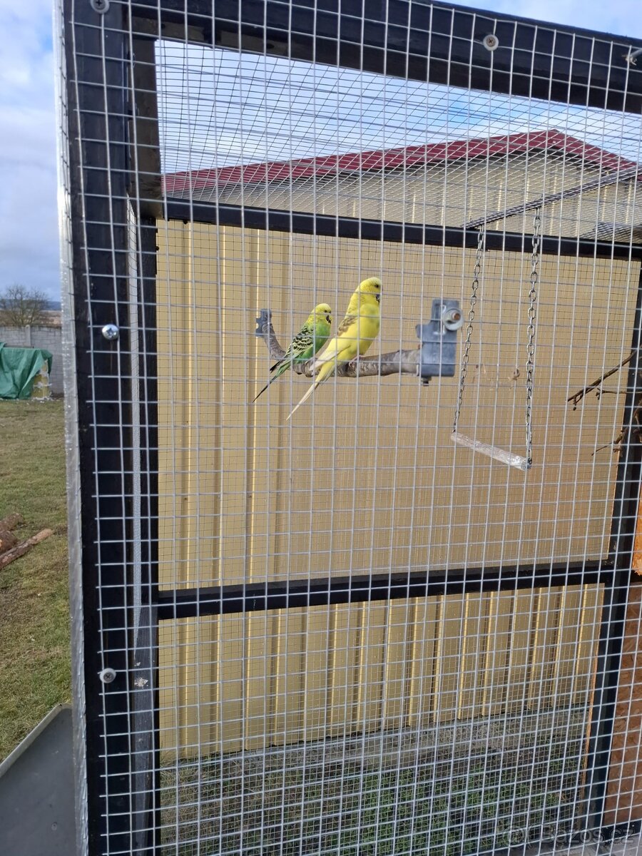 Prodám andulky samice