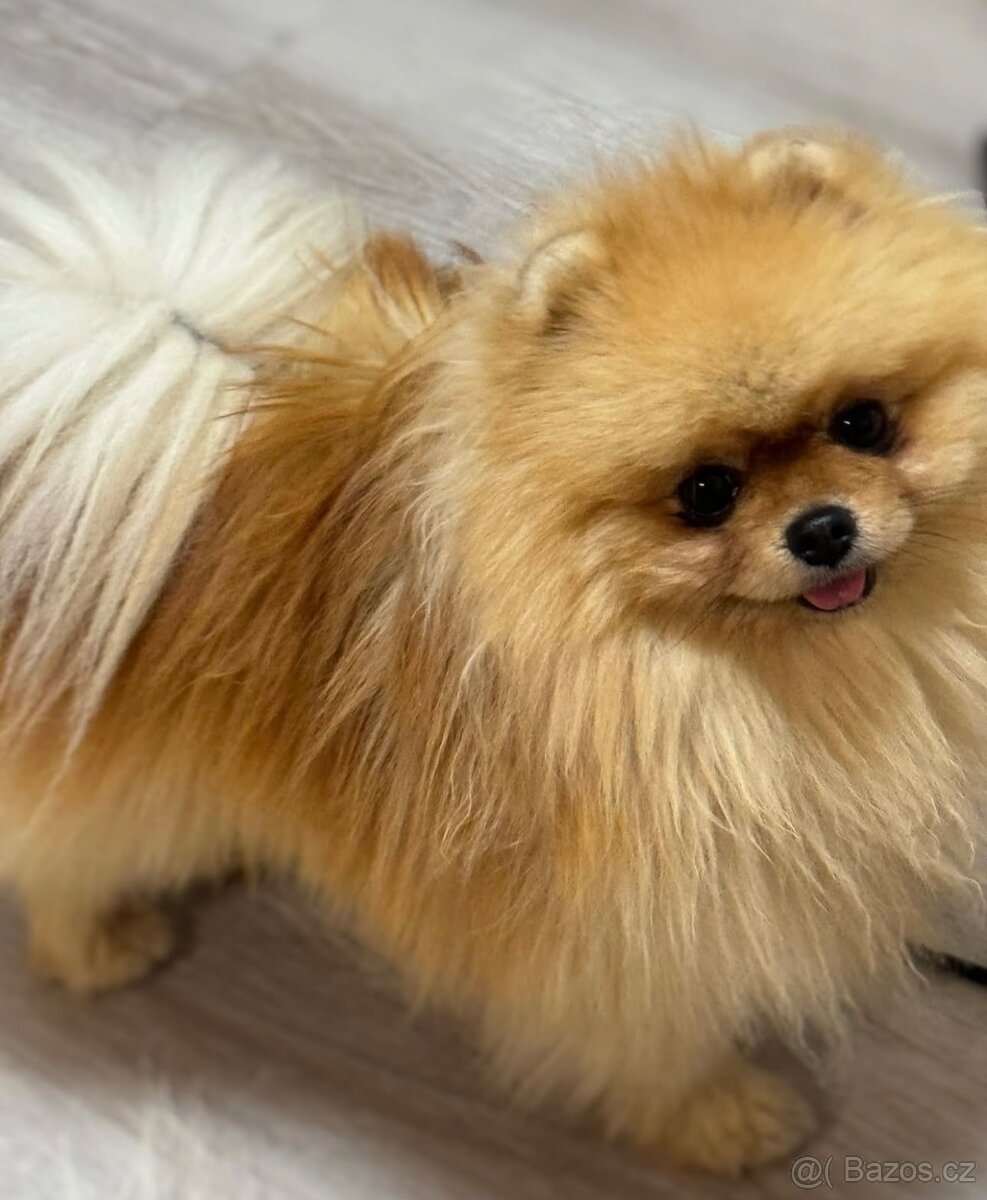 Pomeranian s PP FCI - možnost chovu