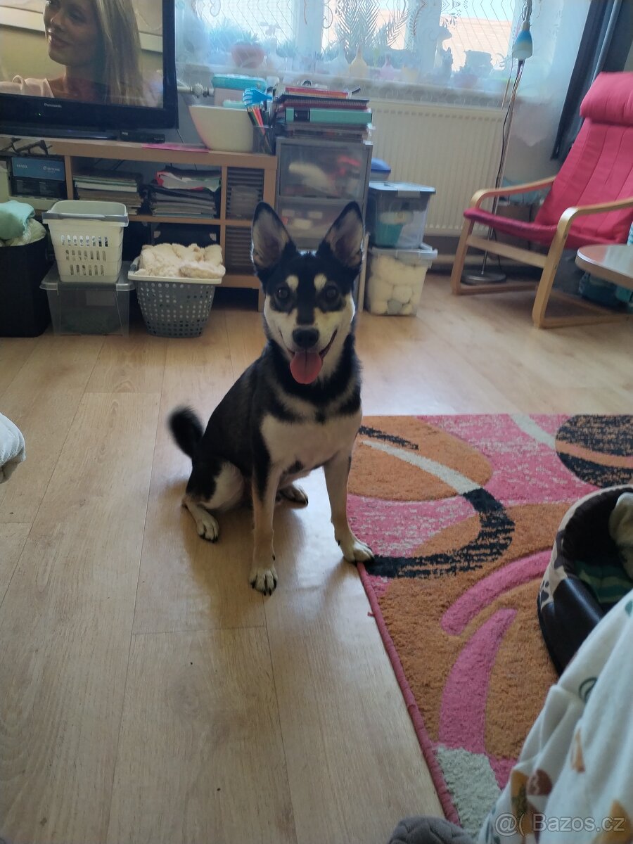 Pes křížence Husky