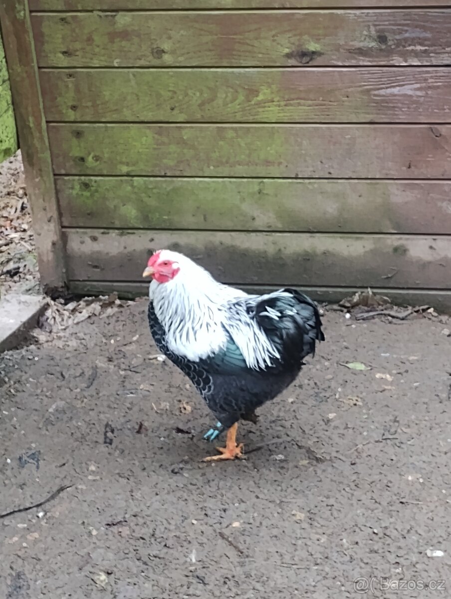 Prodám kohouta