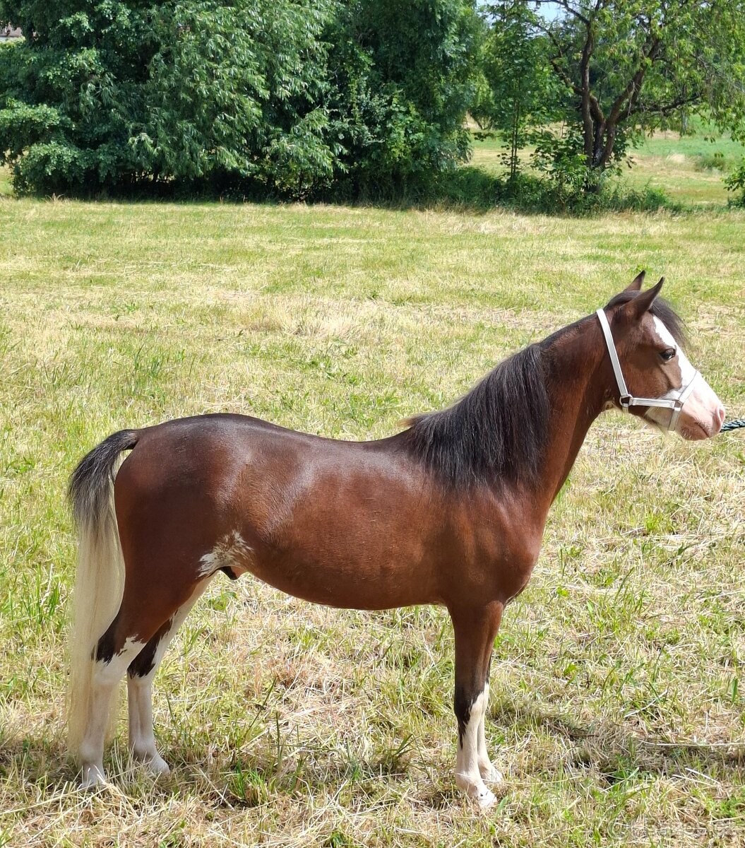 Hřebec AMHR/ASPC- minihorse