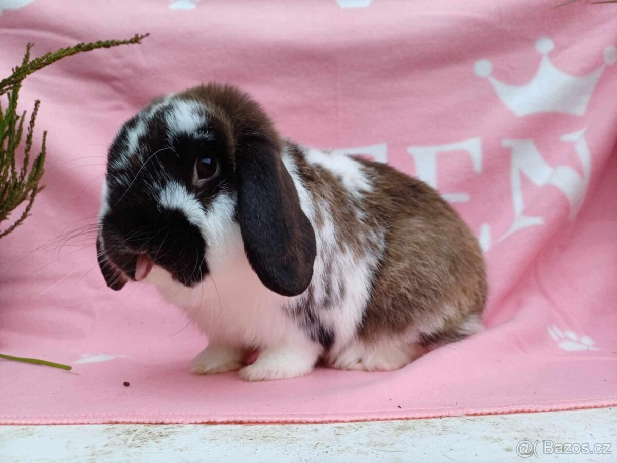 Tipový Sameček Zakrslý Beránek MiniLop