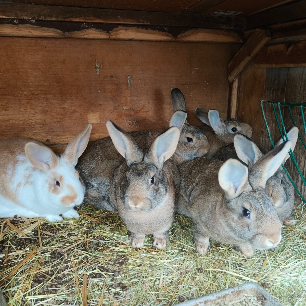 Prodám domácí králíky