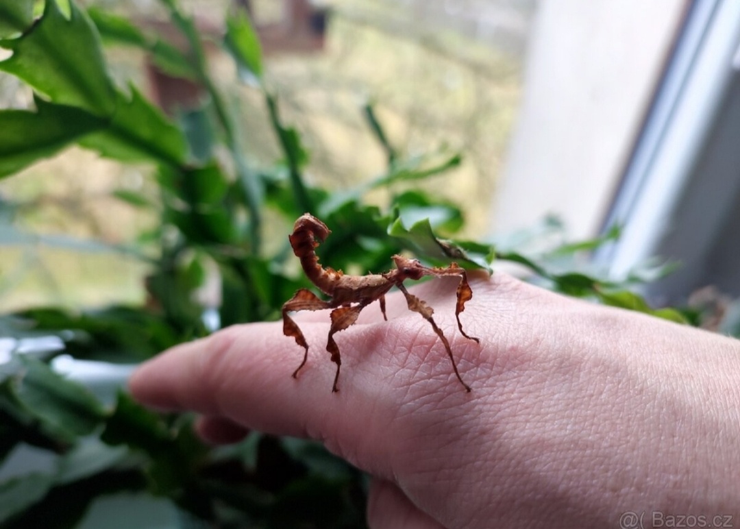 Strašilka Australská