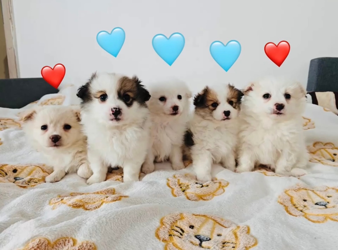 Jorkšírský teriér