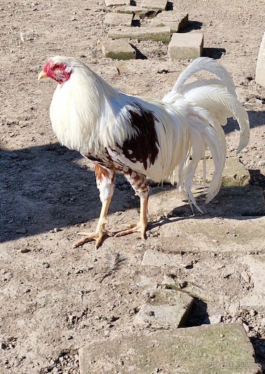 Kohout jokohamka červenosedlatá