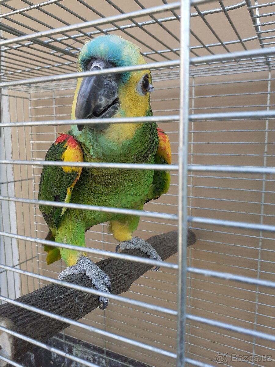 Amazoňan modročelý jižní - xanthopteryx