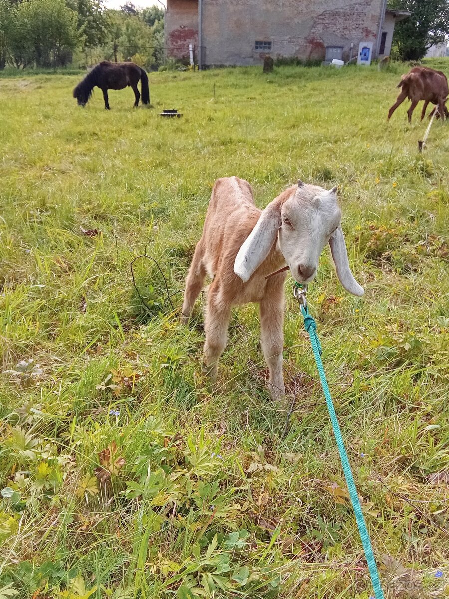 Kůzle - kozička