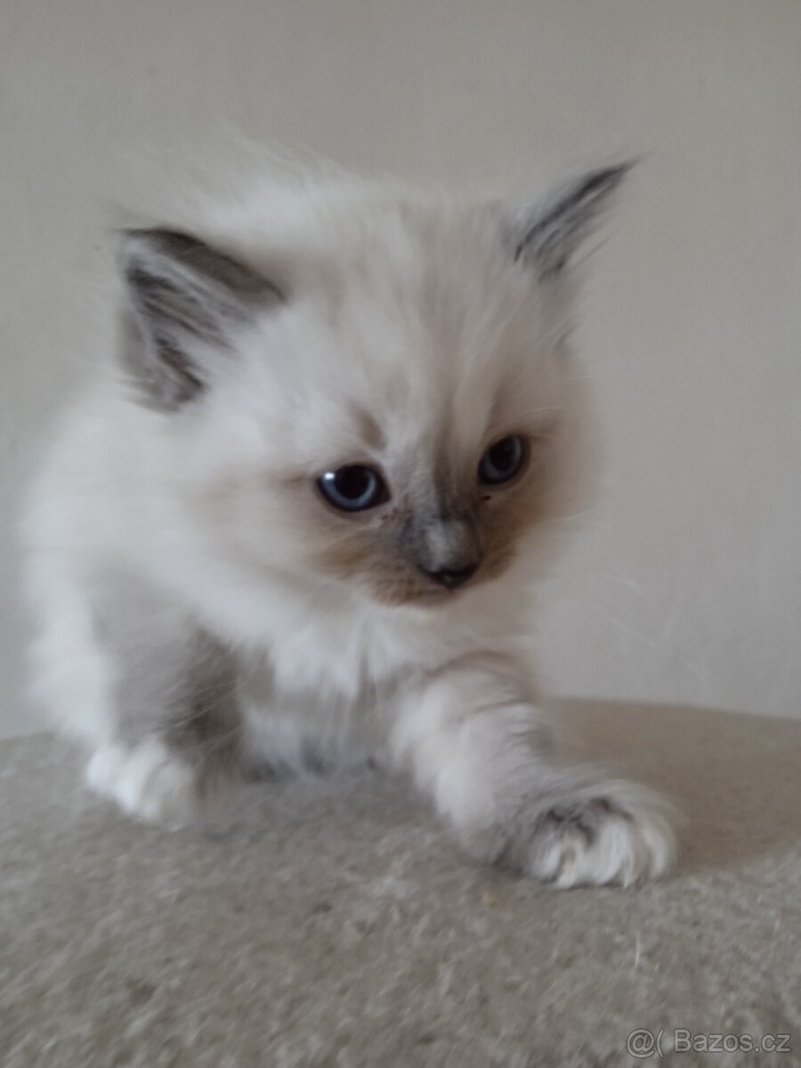 Ragdoll
