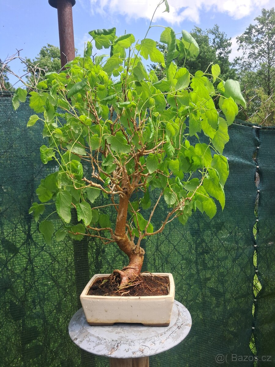 Bonsaj,bonsai Morusovnik