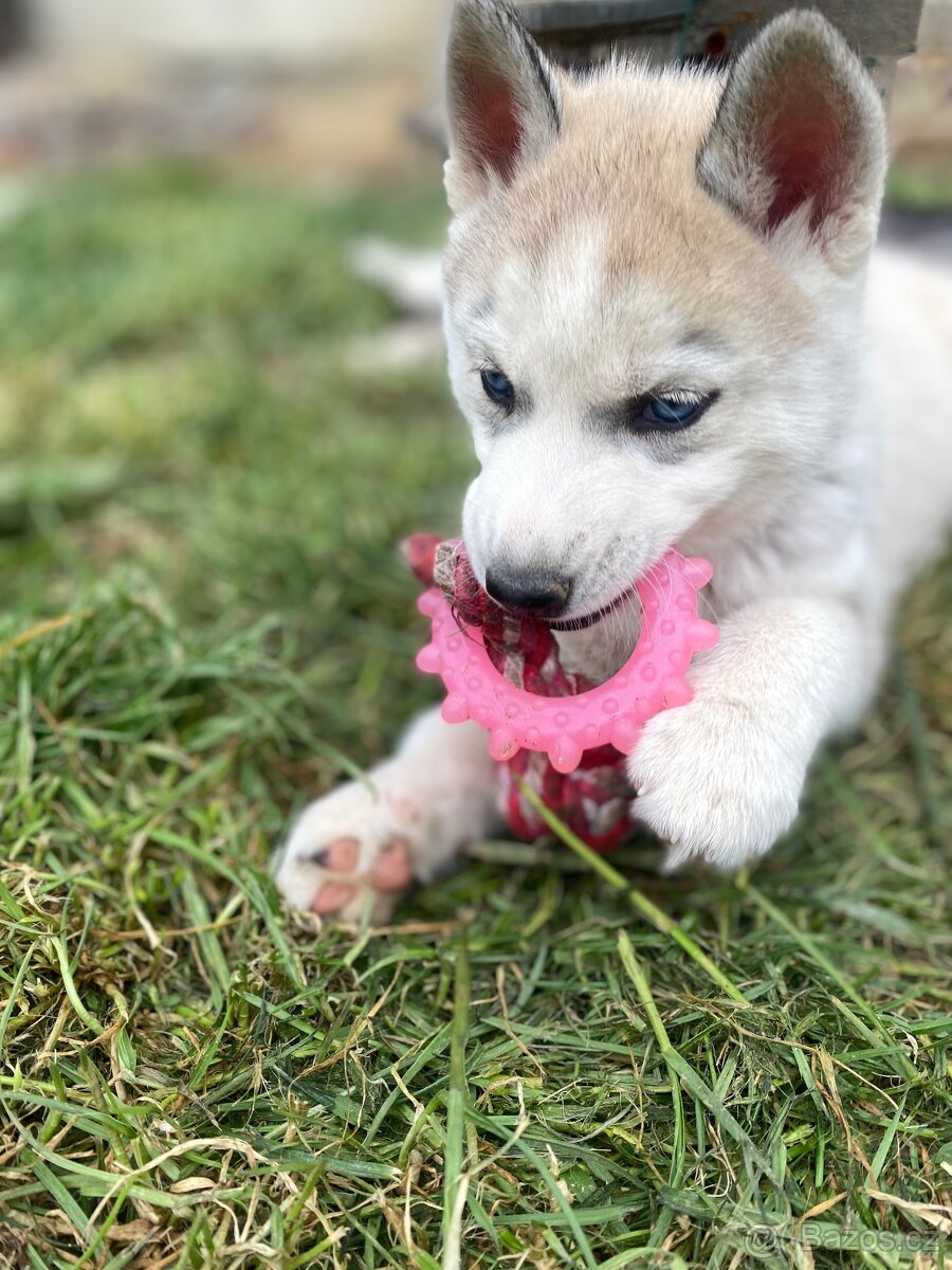 Prodám štěně sibiřské husky