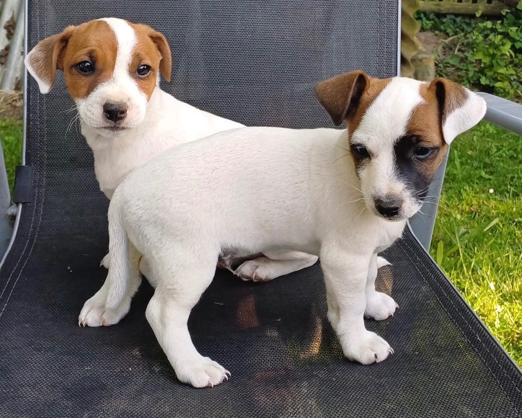 Štěňata Jack Russell teriér