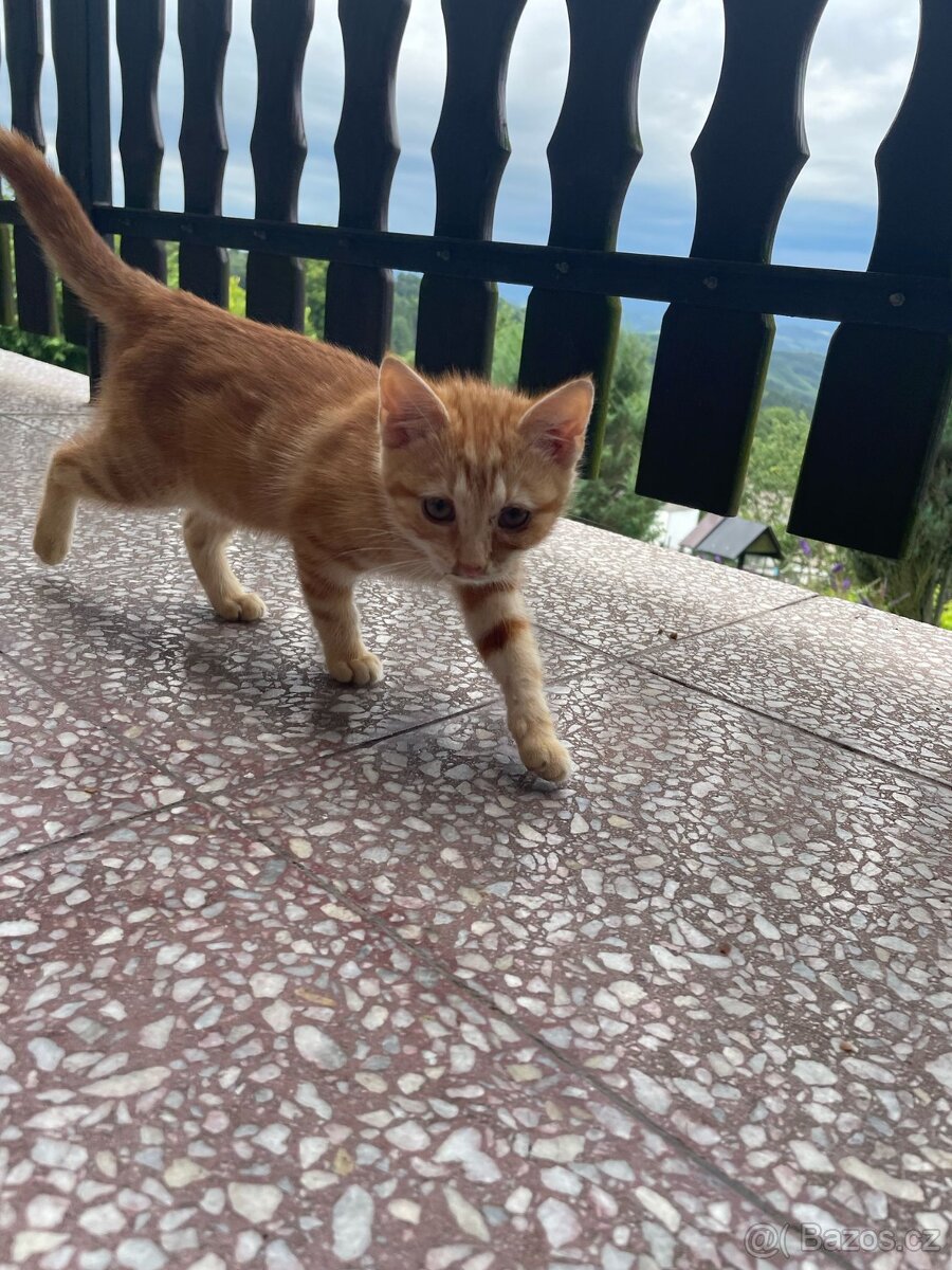 Daruji koťátka do dobrých rukou