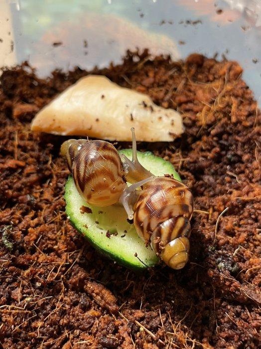 Lissachatina Reticulata Albino x Classic body