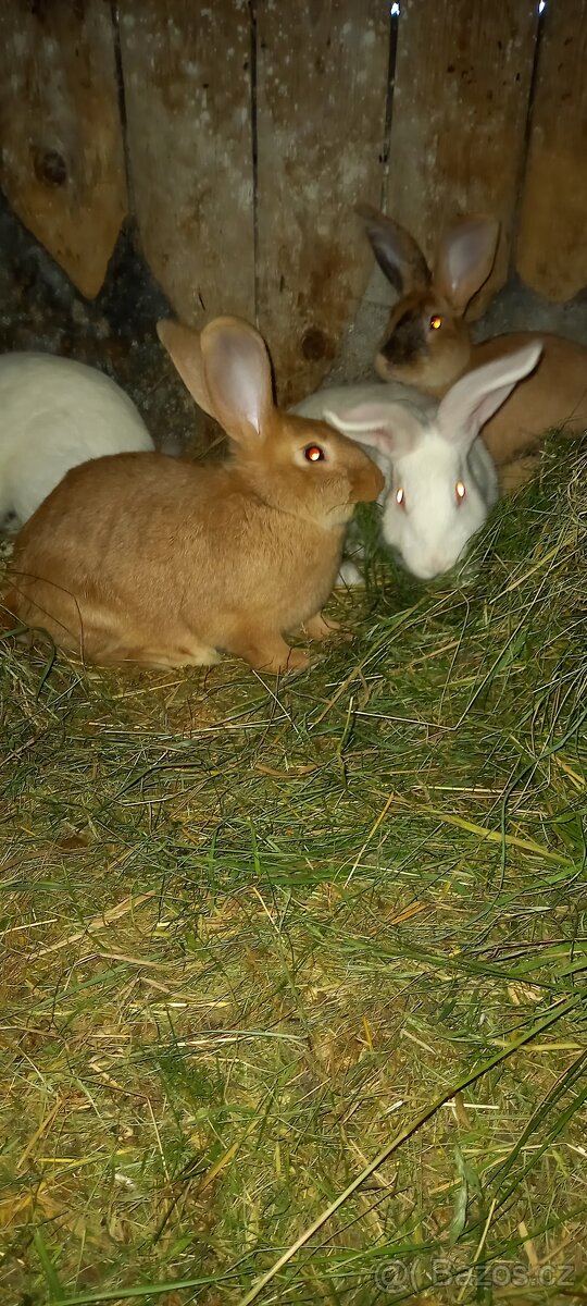 Králík Burgundský, Hyla,FB