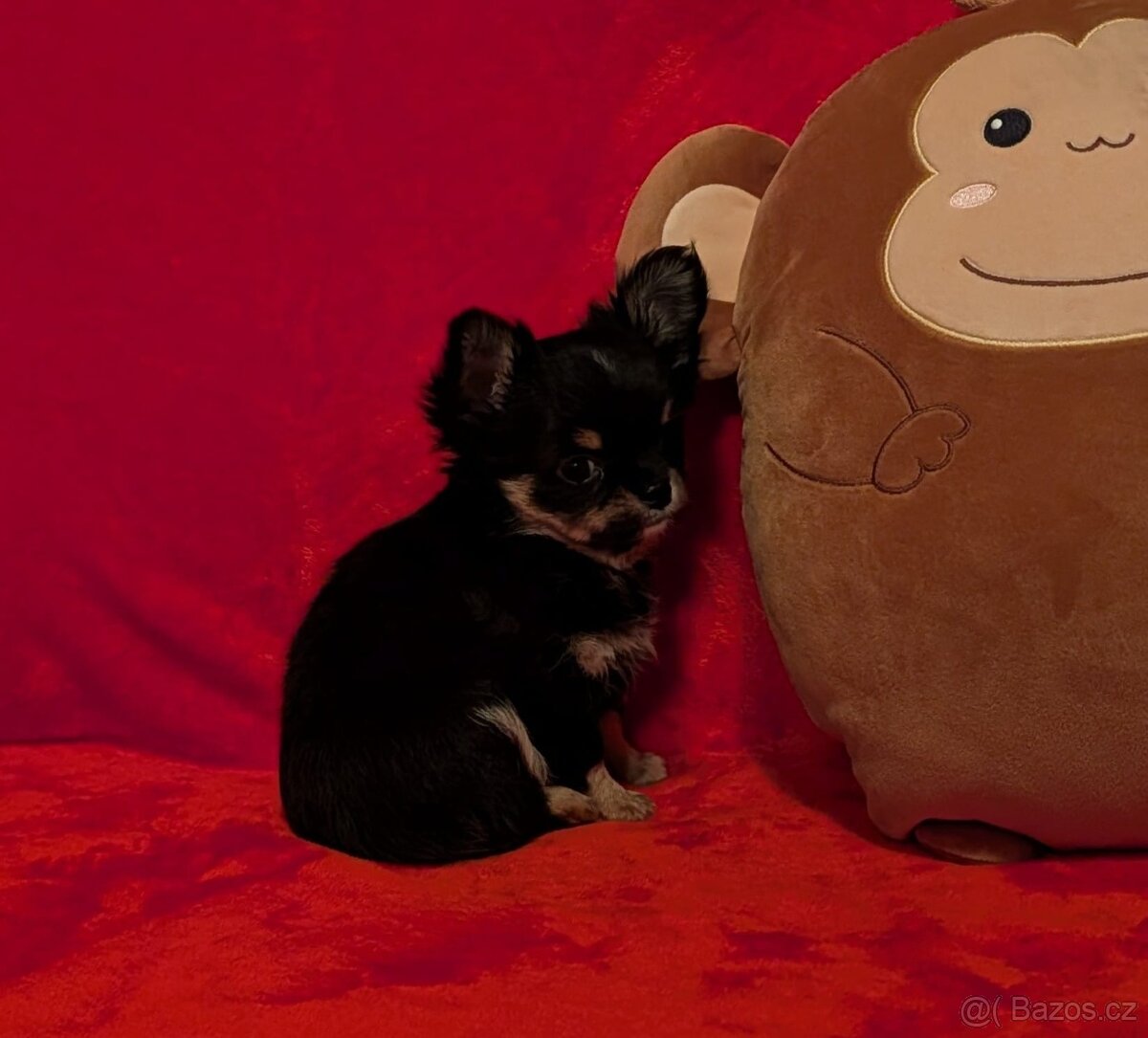 Čivava dlouhosrstá s PP- fenky a pejsci