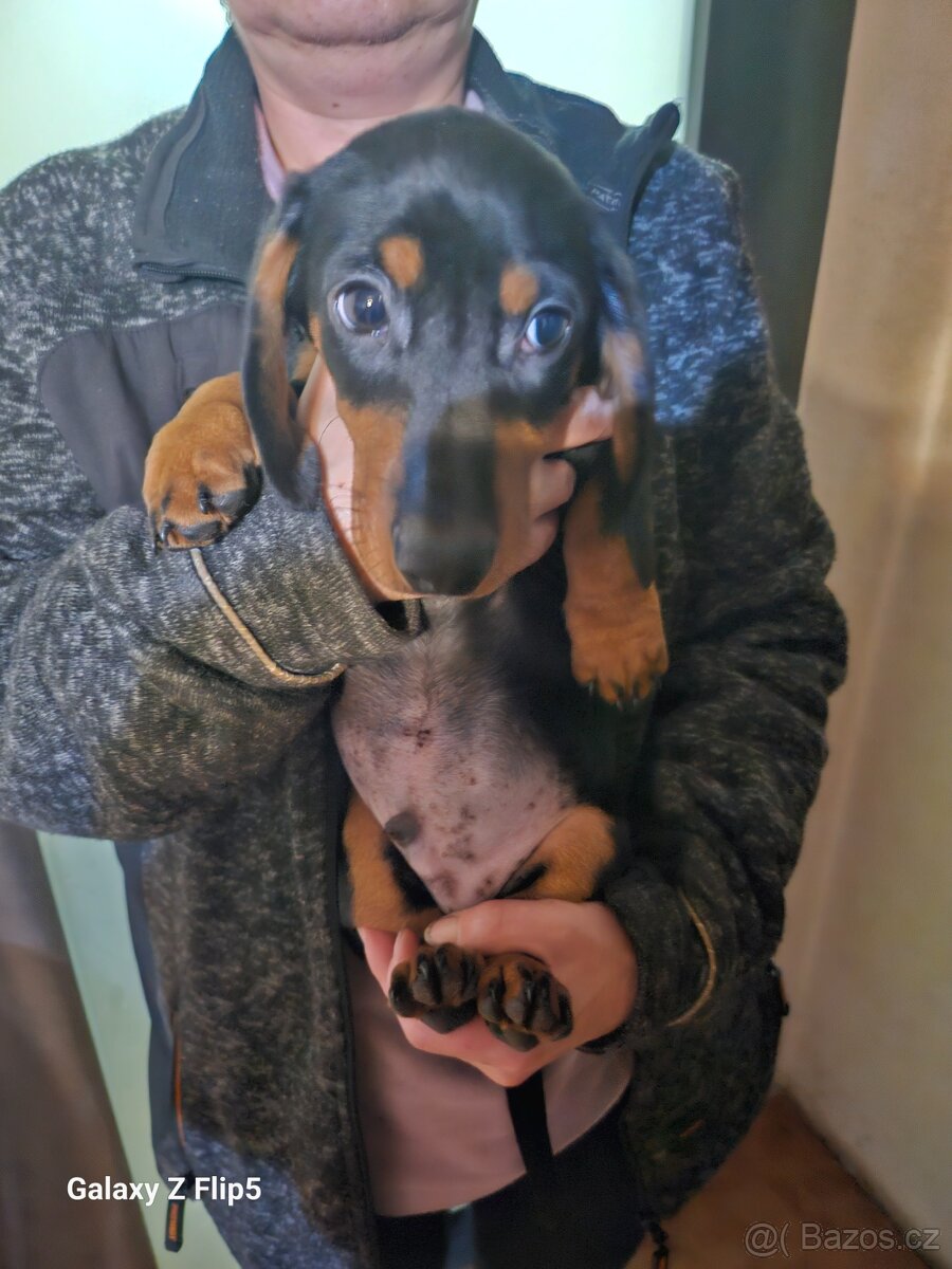 Jezevčik hladkosrstý standardni