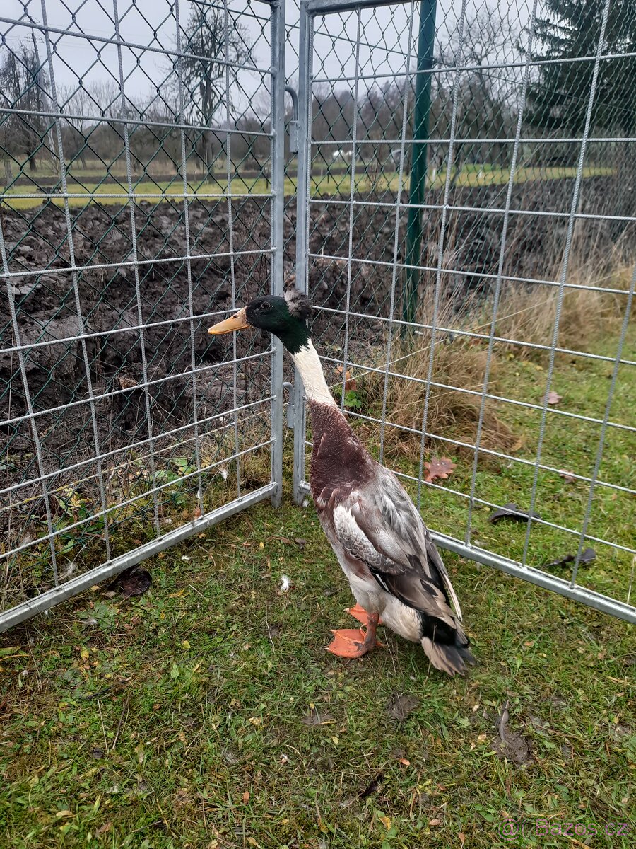 Indický běžec chocholatý