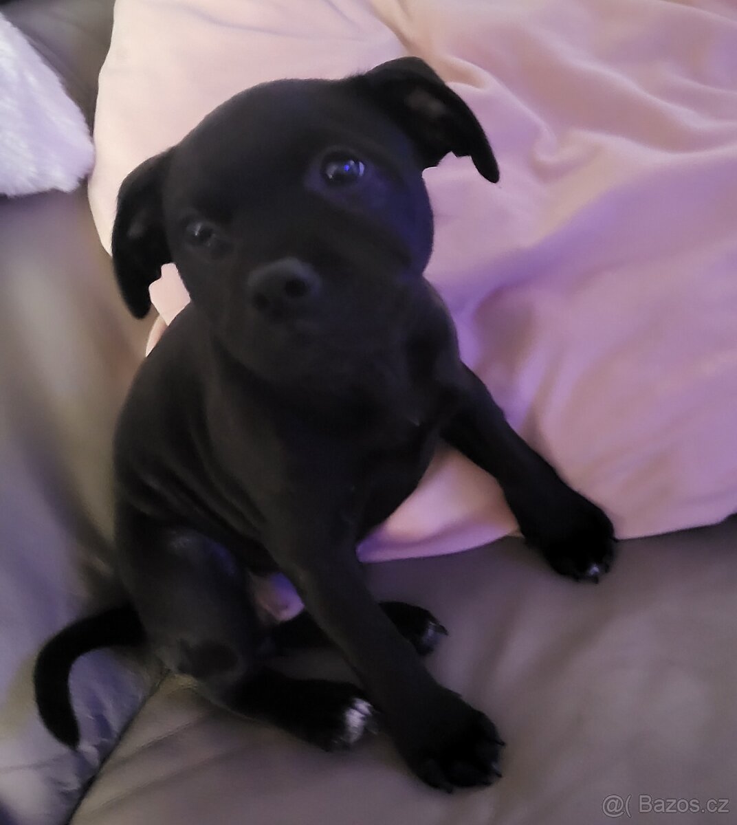 Stafordširský bulterier