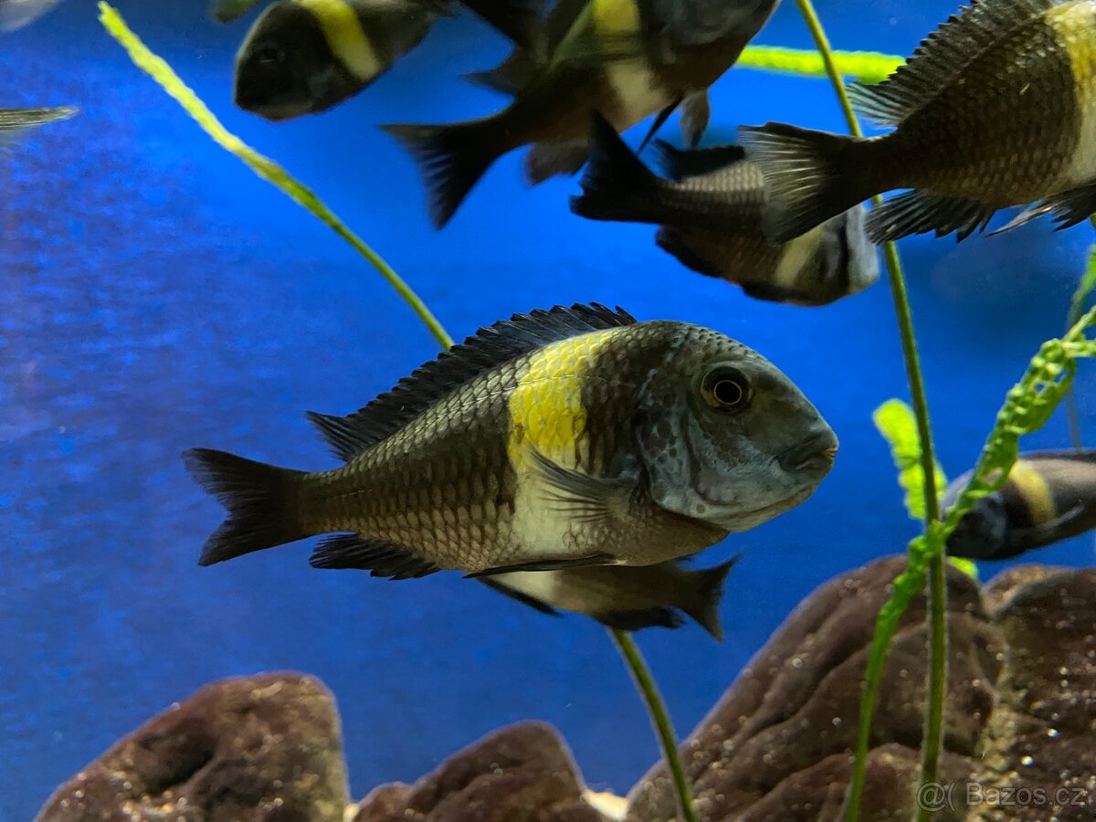Tropheus Duboisi Maswa REZERVACE do 29.5.