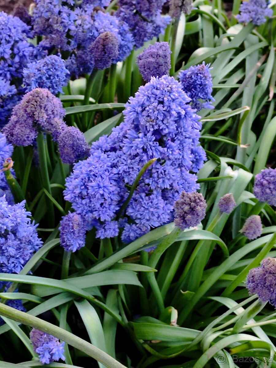 Modřenec Blue Spike