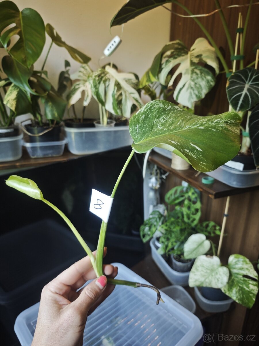 Monstera alba č.8