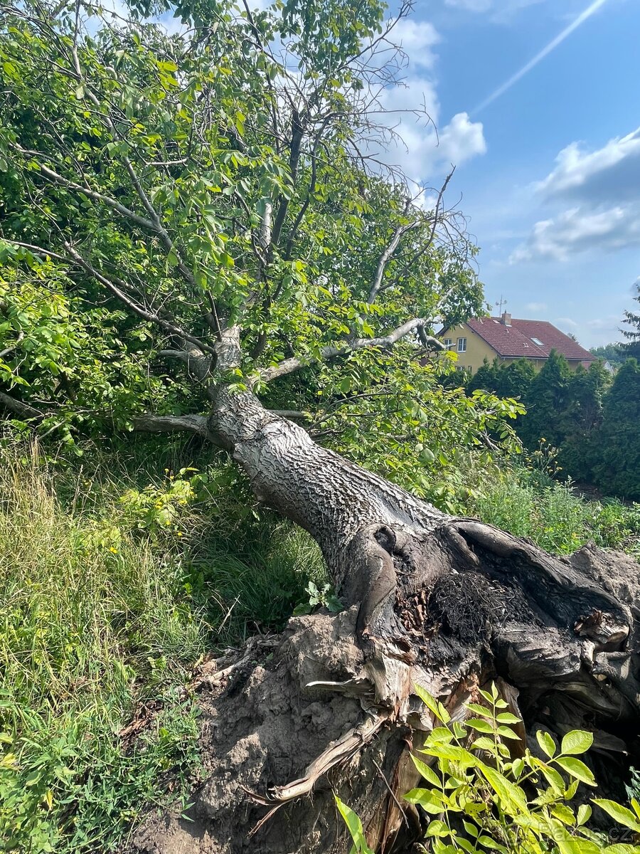 Prodám ořechové dřevo