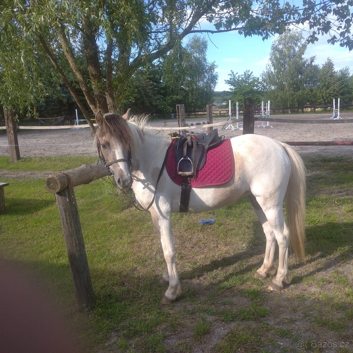 Sportovní pony