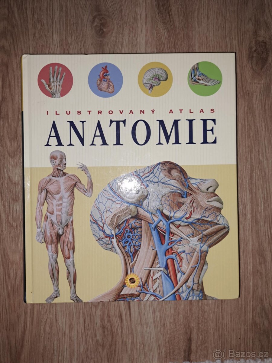 Anatomie
