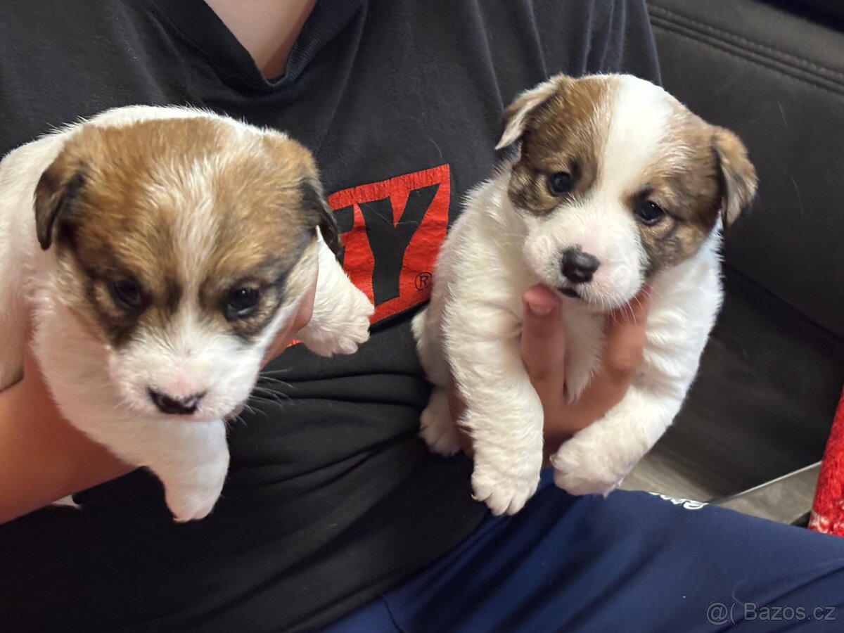 Jack Russell teriér s PP