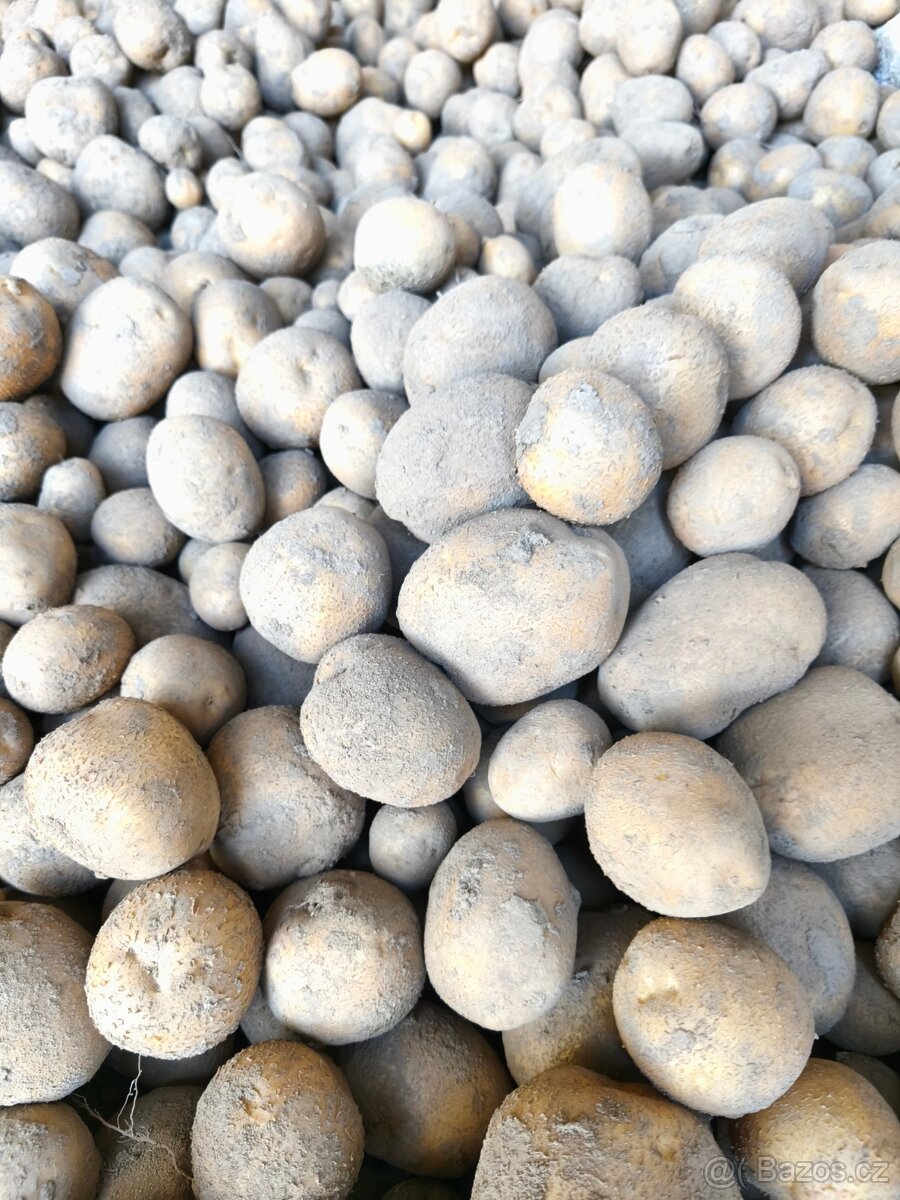 Brambory na uskladnění