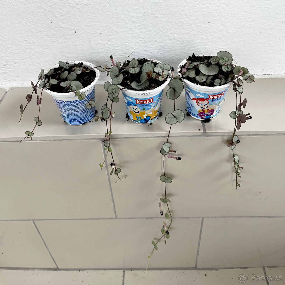 Svícník - Ceropegia woodii var. Silver glory