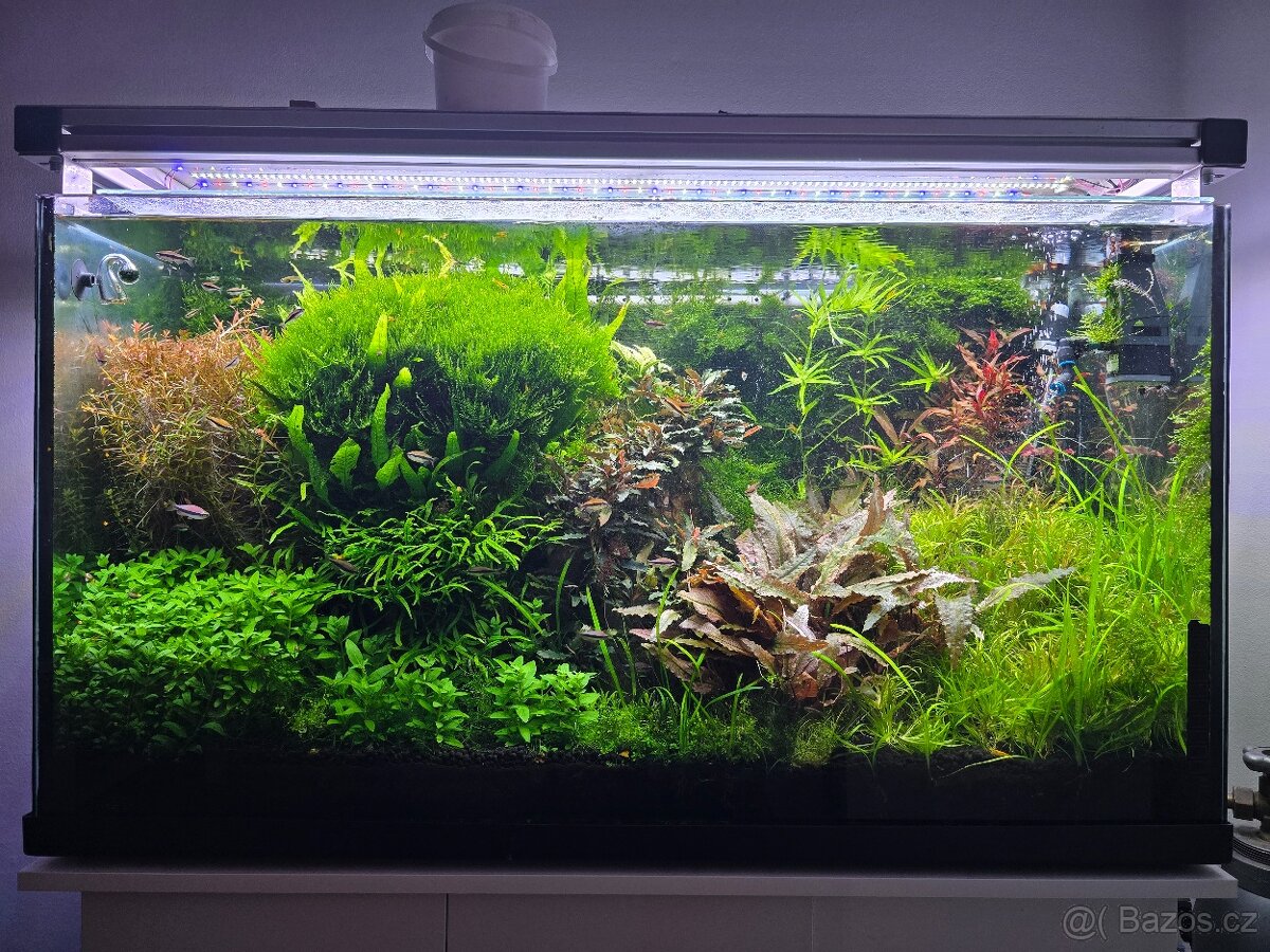 Prodám akvarijní rostliny rotala hra, javsky mech, Cryptocor