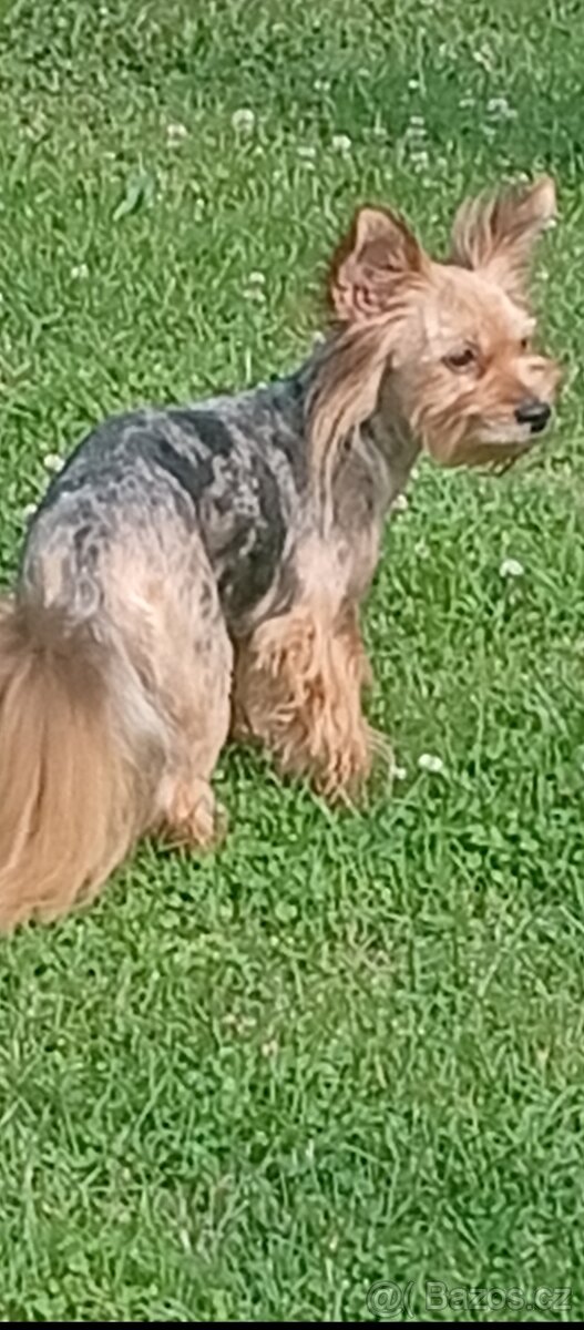 Jorkšírský teriér Blue Merle