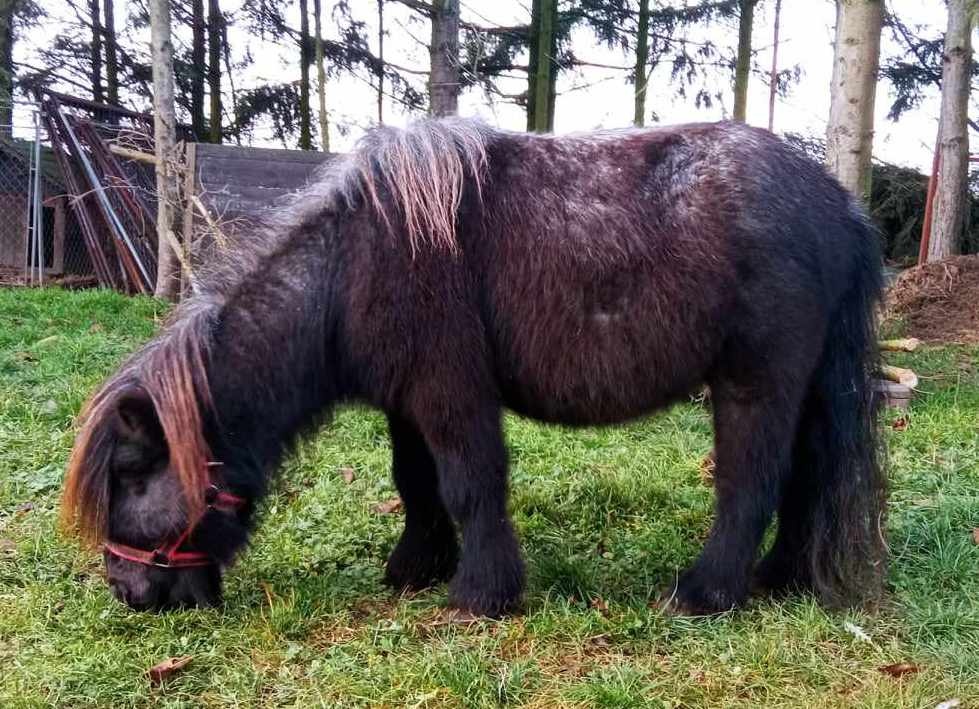 Shetland pony