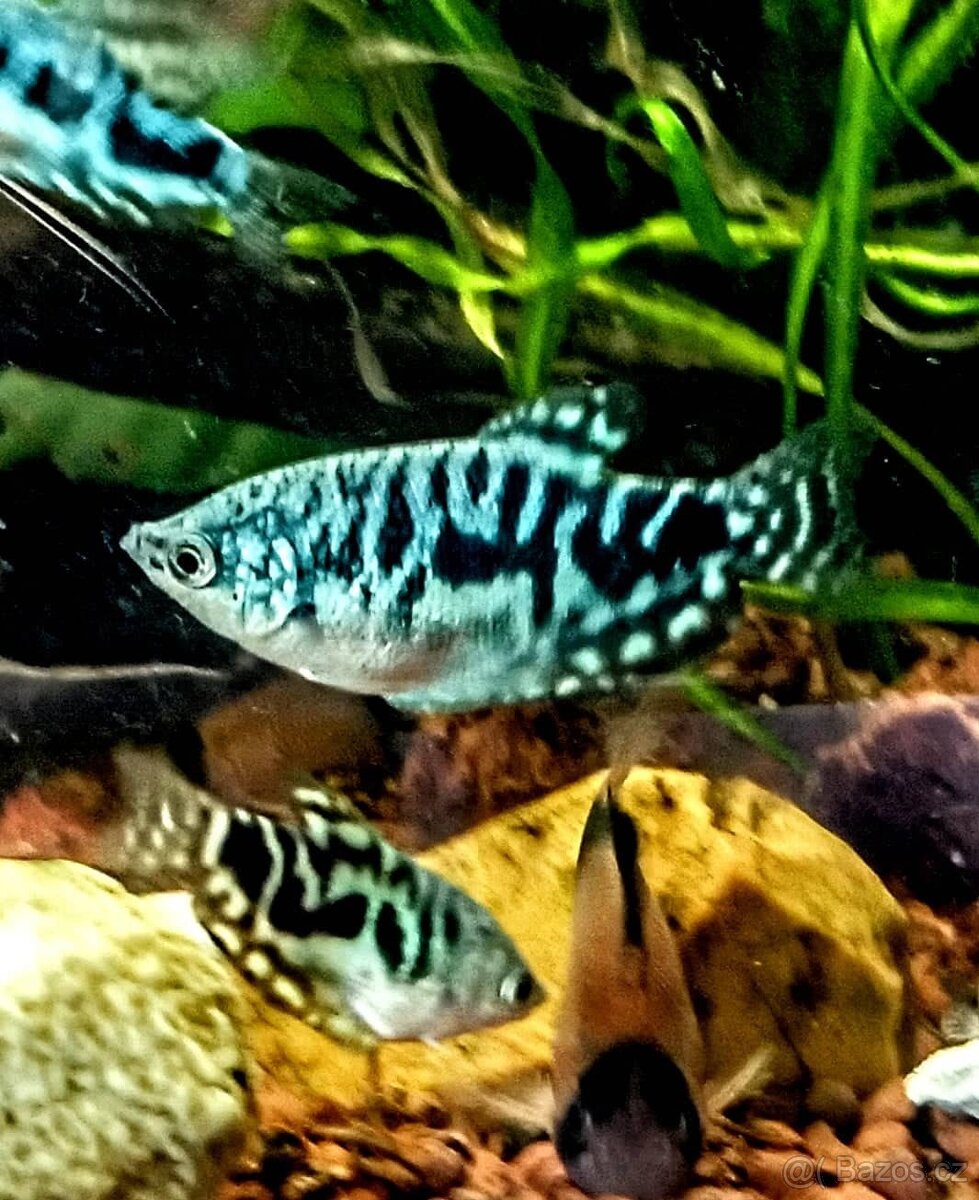 Čichavec trichopterus var.COSBY
