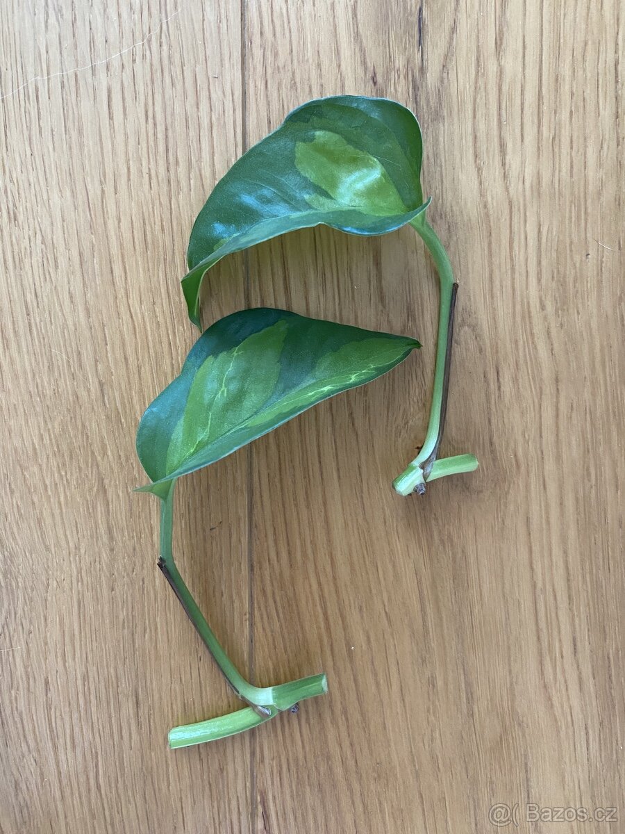 Epipremnum global green