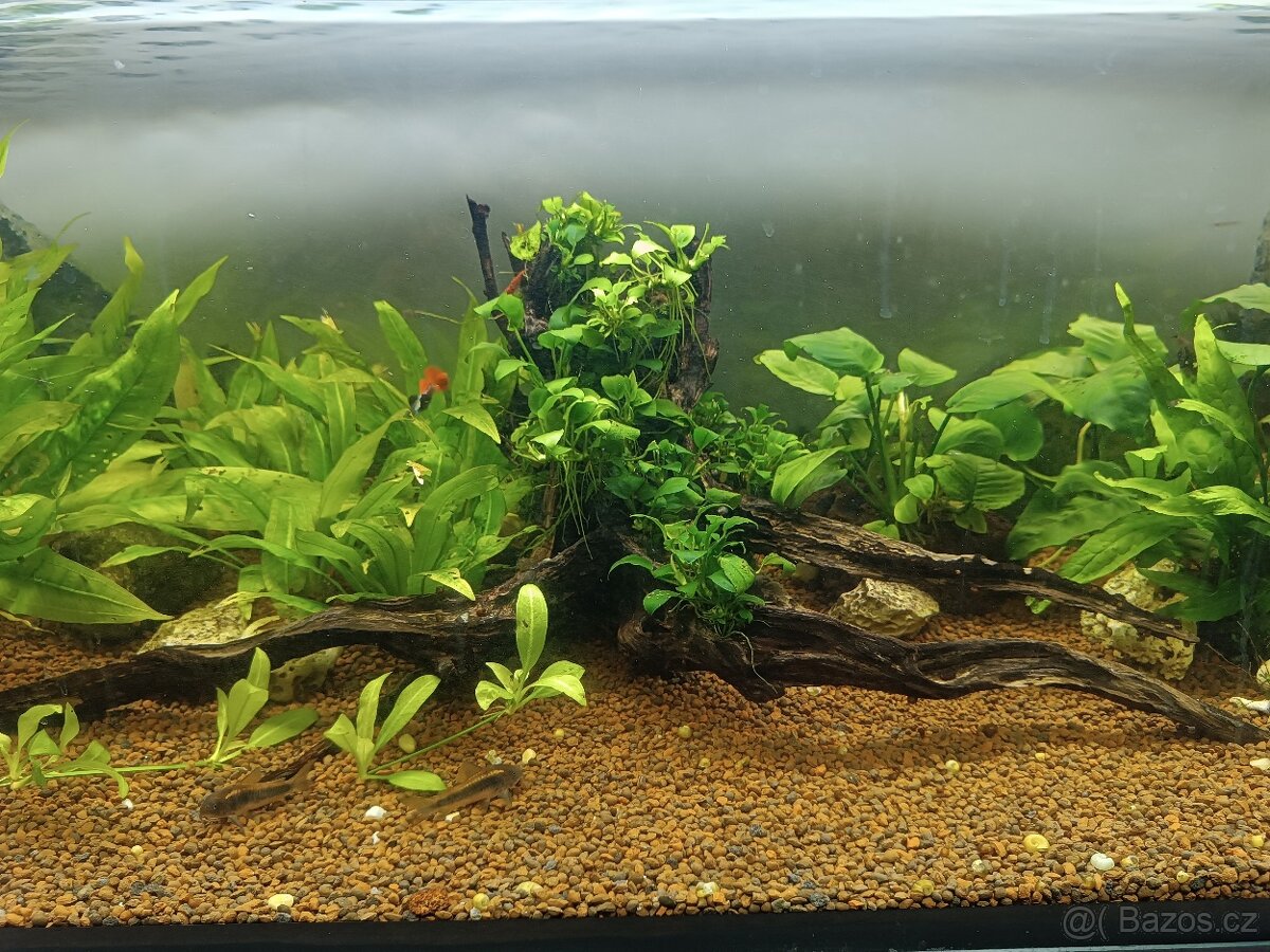 Pařez porostlý anubias