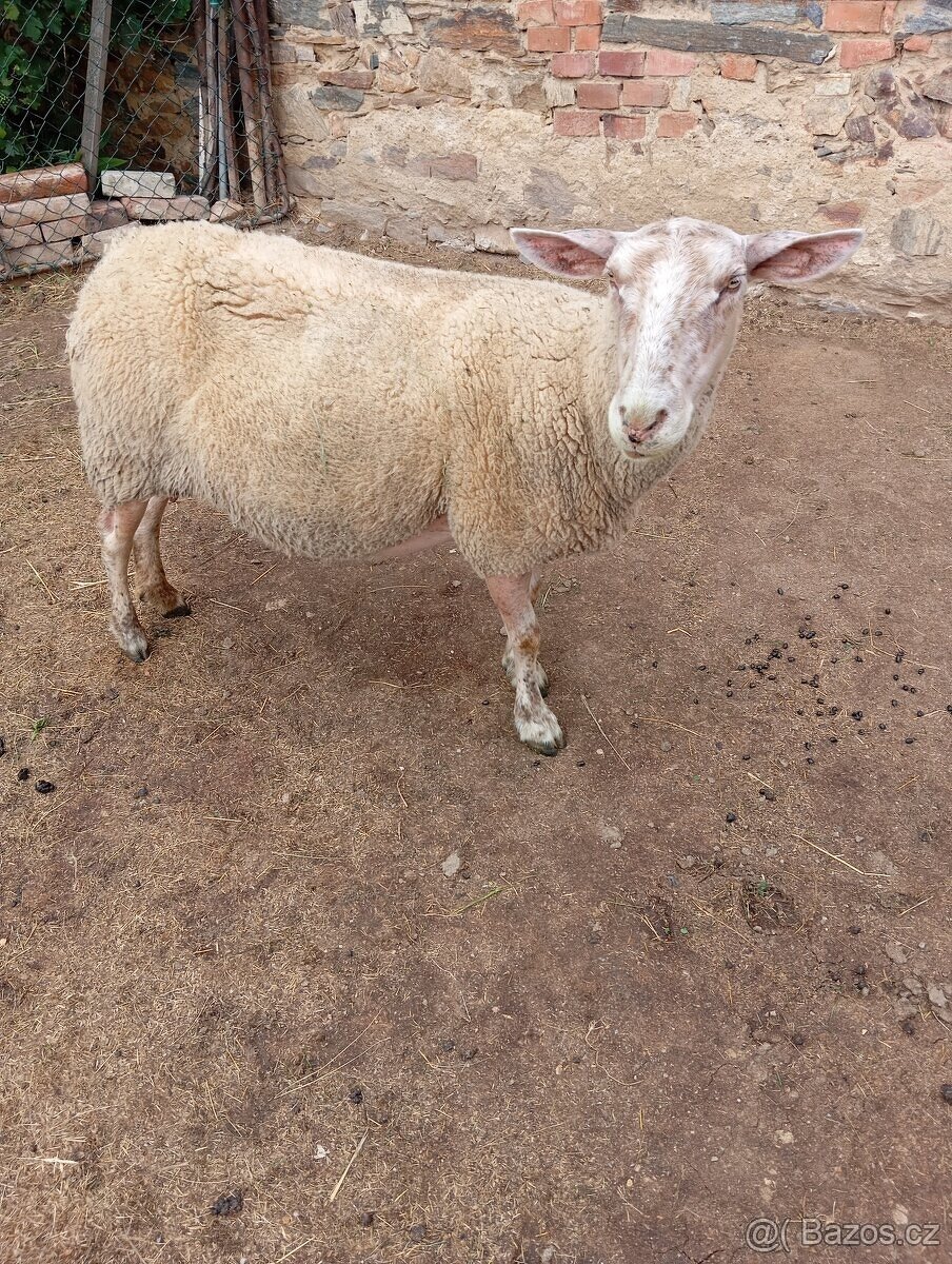 východofríské ovce
