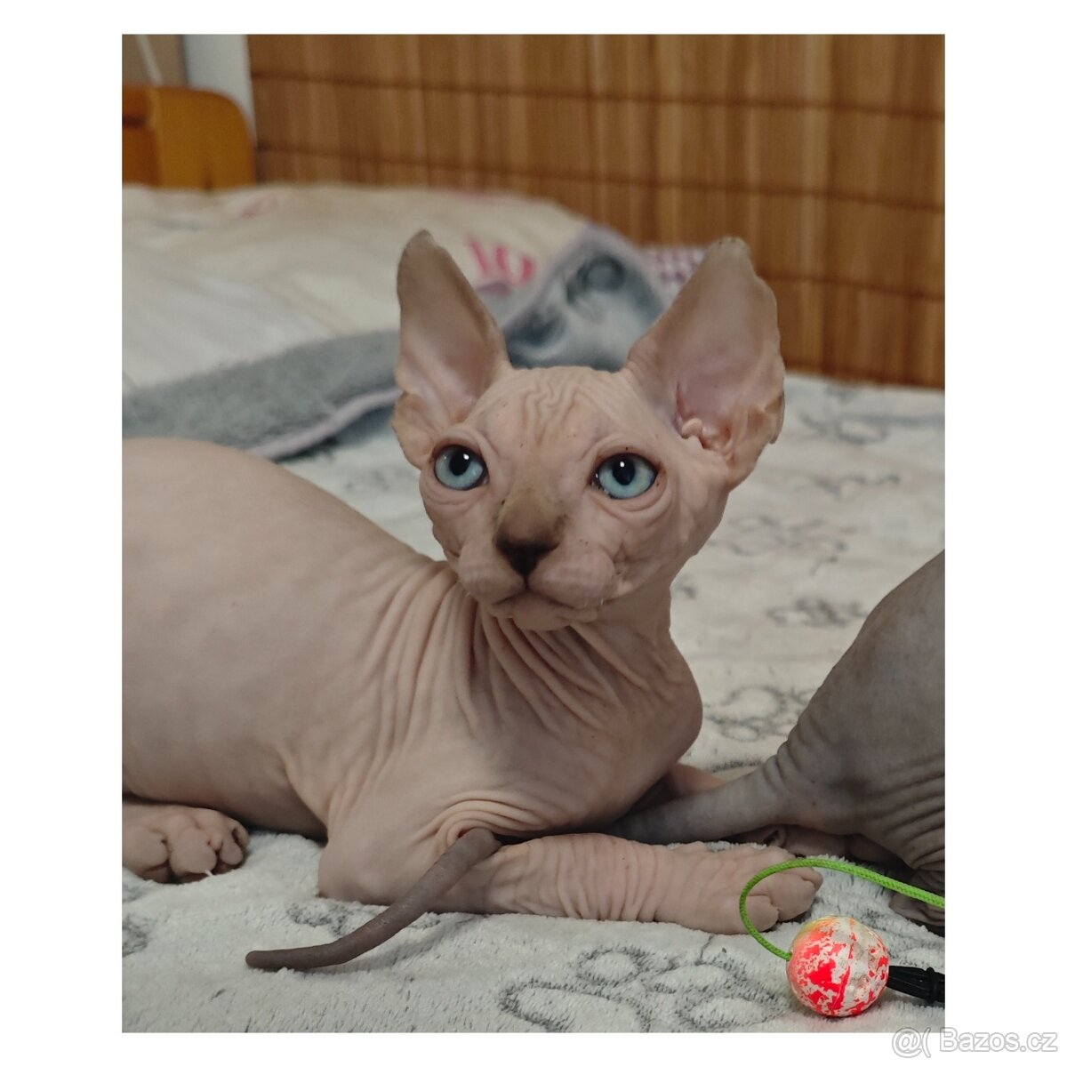 Sphynx koťata