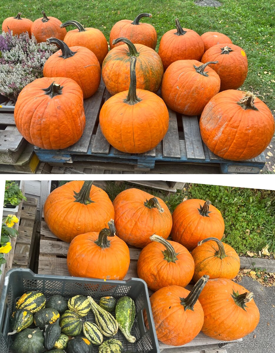 🎃 Podzimní dýně na výzdobu i vaření – výběr z  velikostí