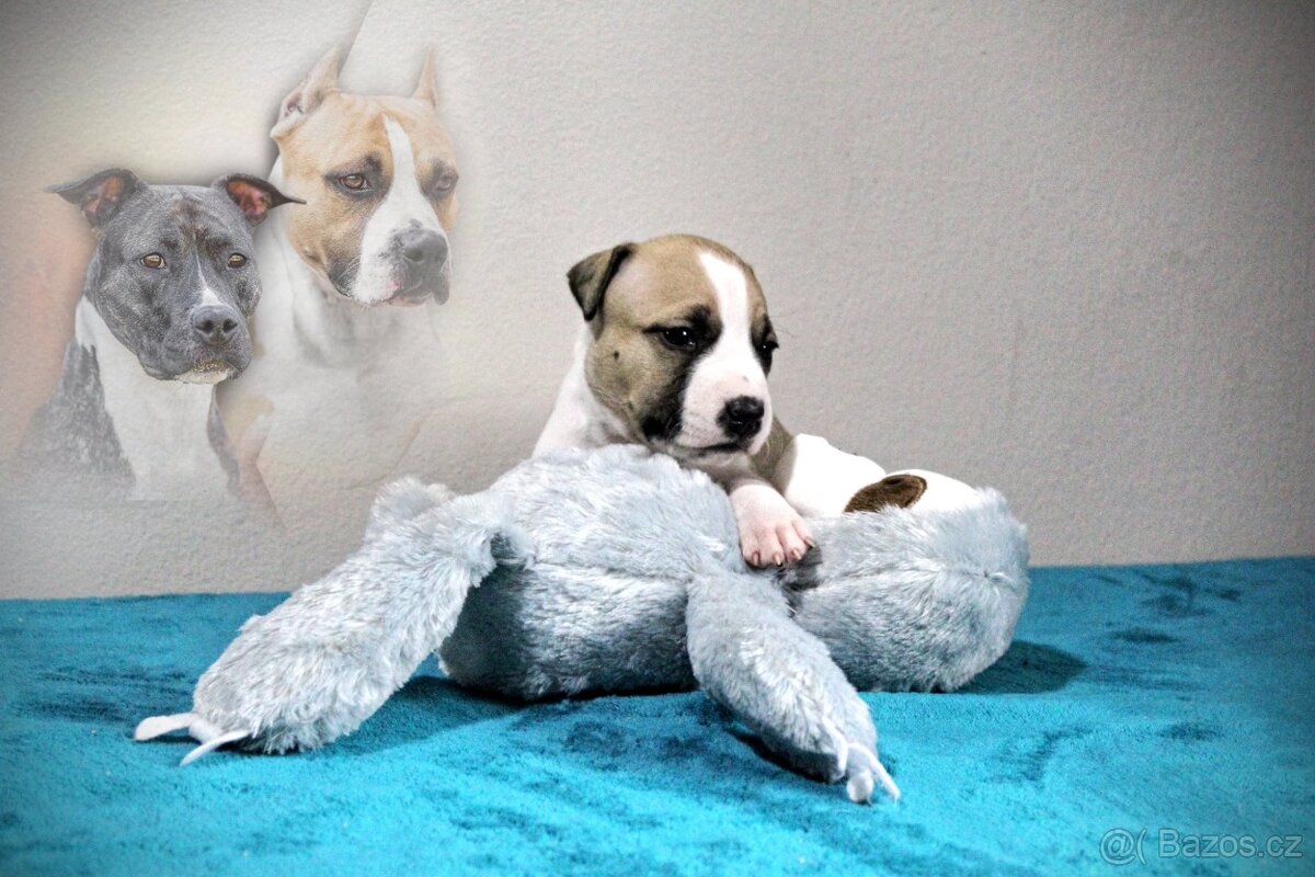 Americký stafordšírský teriér s PP